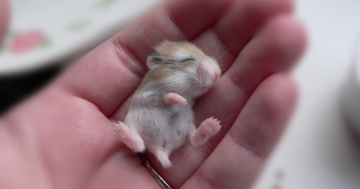 Gonzales Hamster Veterineri