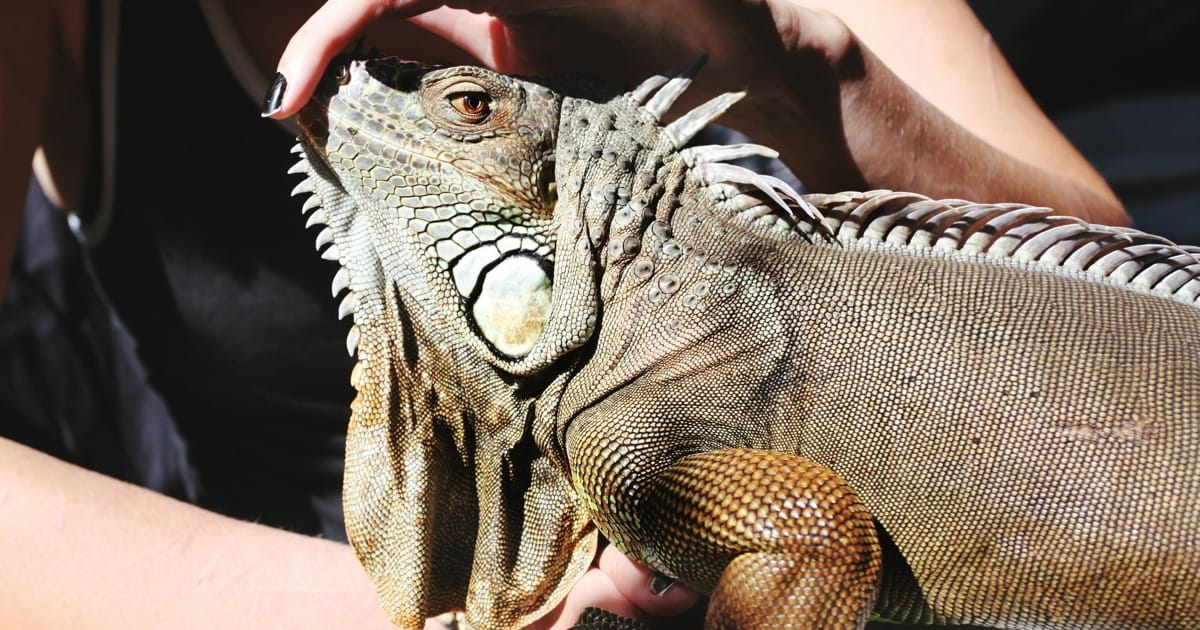 İguana Nasıl Evçilleştirilir, Nasıl Sakinleştirilir?