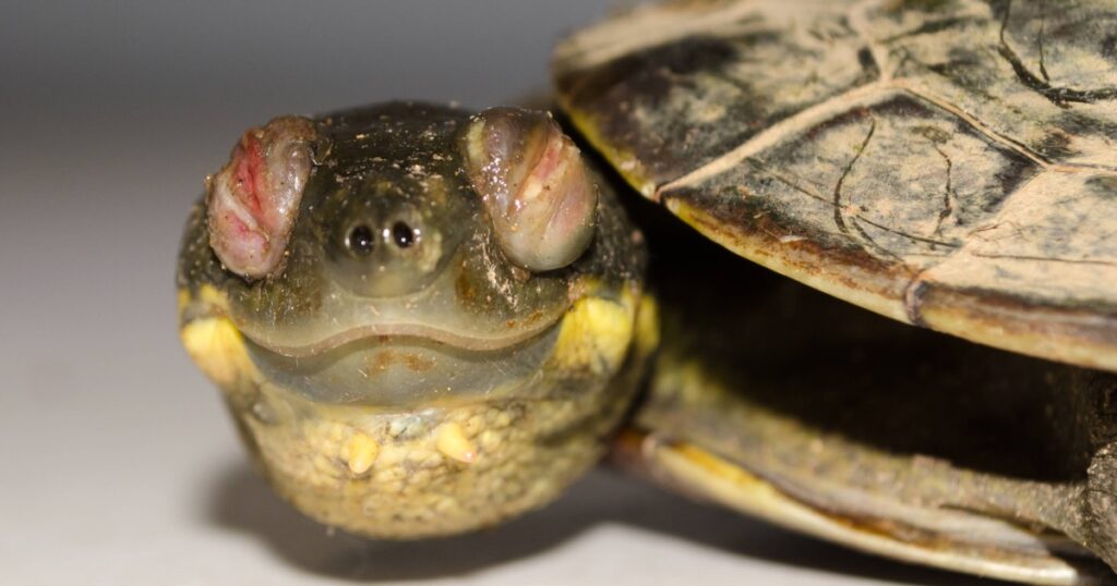 Kaplumbağalarda Göz Şişmesi