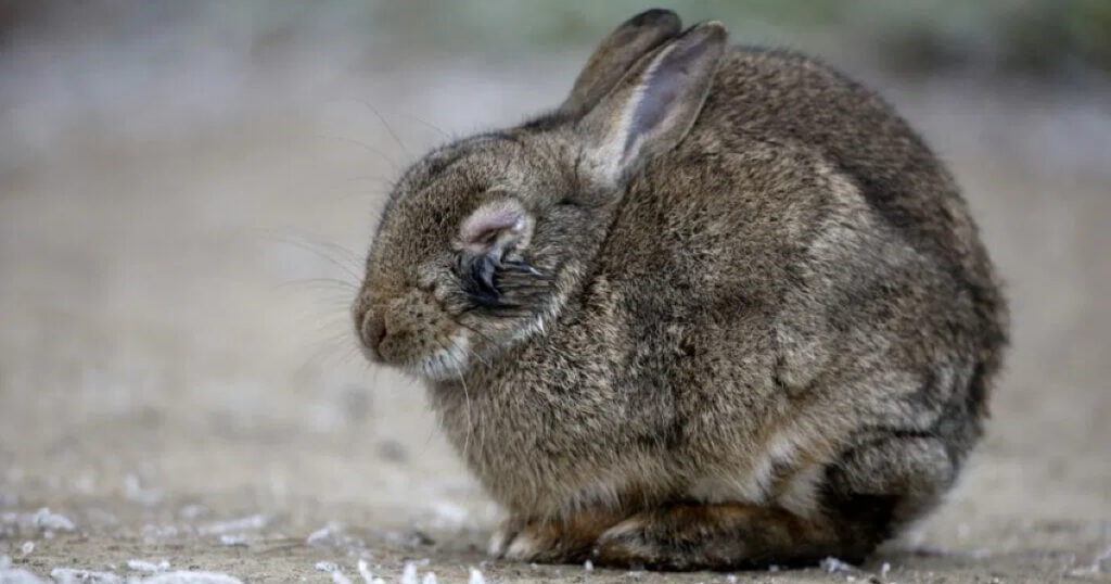 Tavşanlarda Böbrek Hastalığı