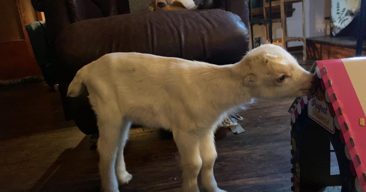 Cüce Keçi Evde Bakılır mı?