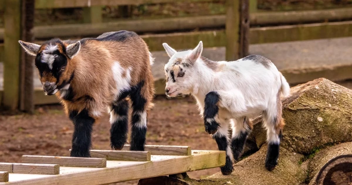 Cüce Keçi Veterineri