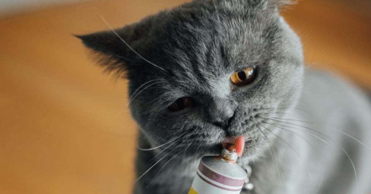 Kedi Maltı Nedir, Ne İşe Yarar?