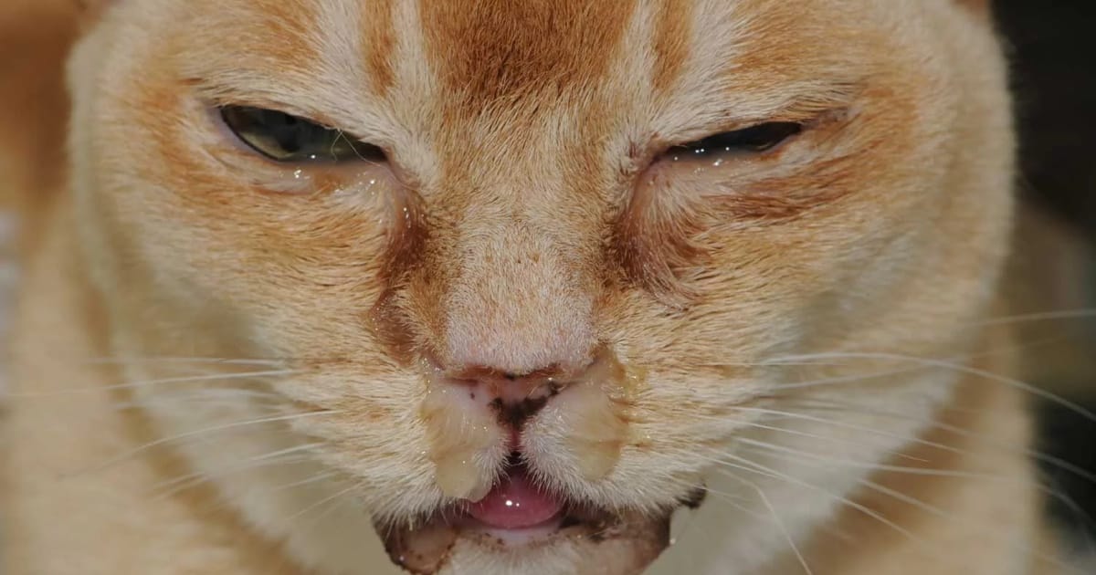 Kedi Nezlesi – Belirtileri, Nedenleri ve Tedavi Süreci