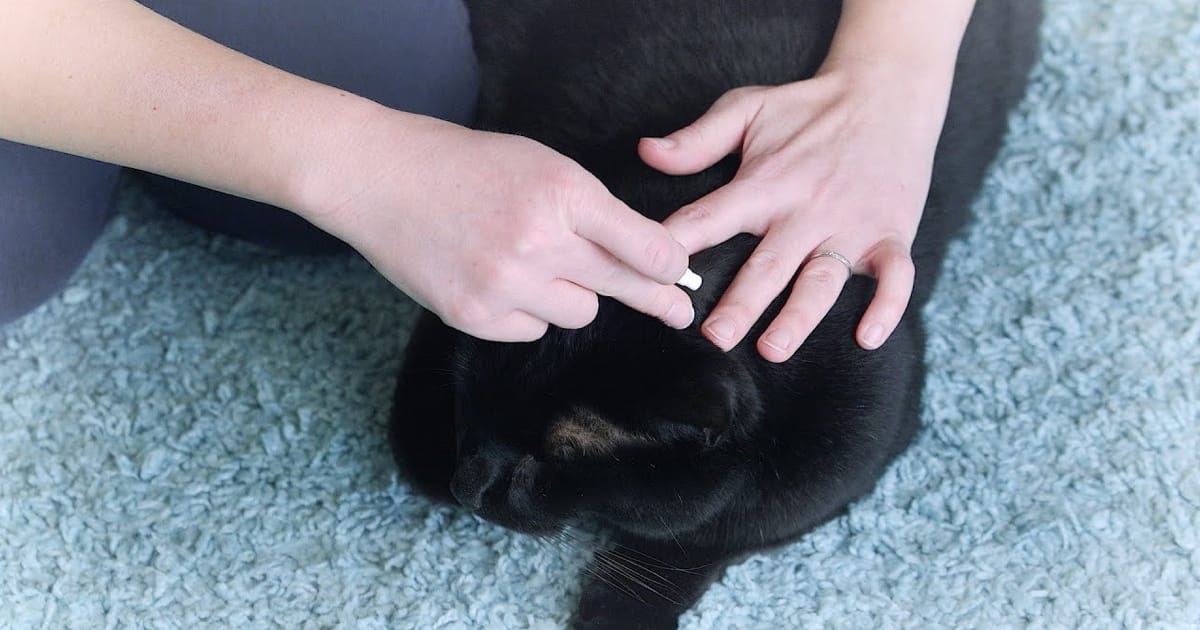 Kedi Pire Damlası Kullanımı