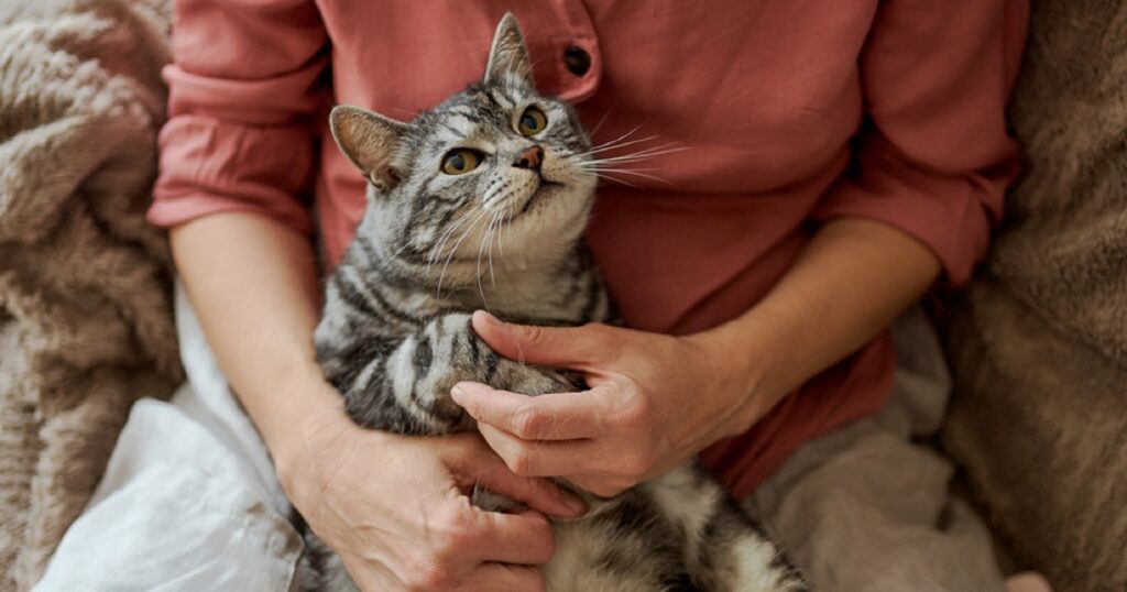 Yaşlı Kedi Bakımı