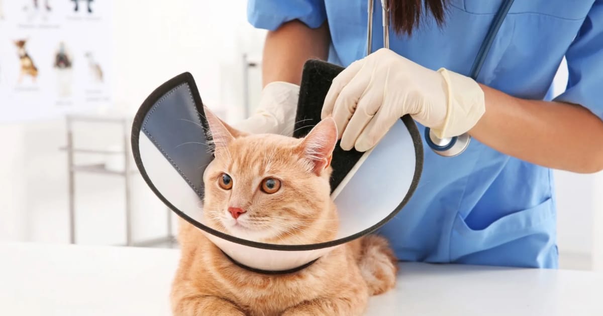 Dişi Kedi Kısırlaştırma Sonrası Dikiş Bakımı Nasıl Yapılır?