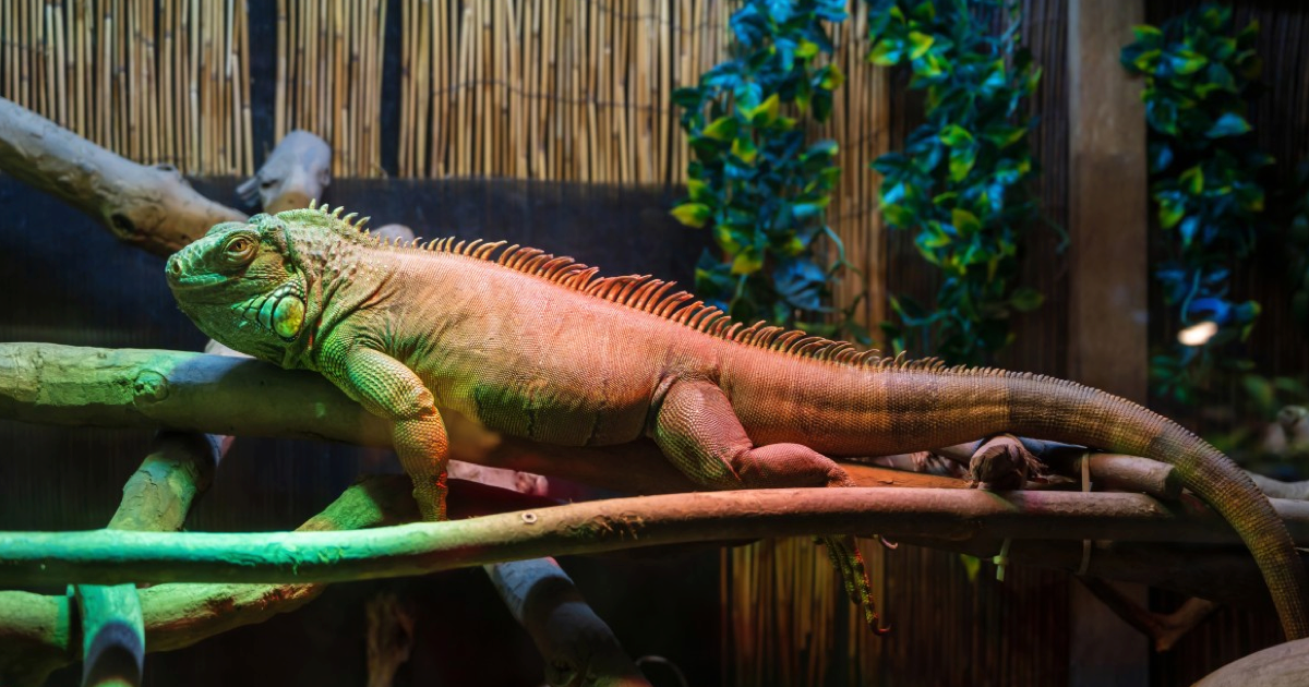 Egzotik Hayvanlarda Kış Bakımı: Isı ve Işık Ayarı Nasıl Olmalı?