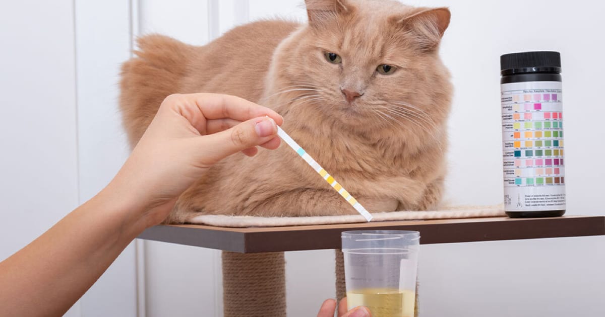 Erkek Kedi Neden İdrar Yapamaz? Kristal, Tıkanıklık ve FLUTD