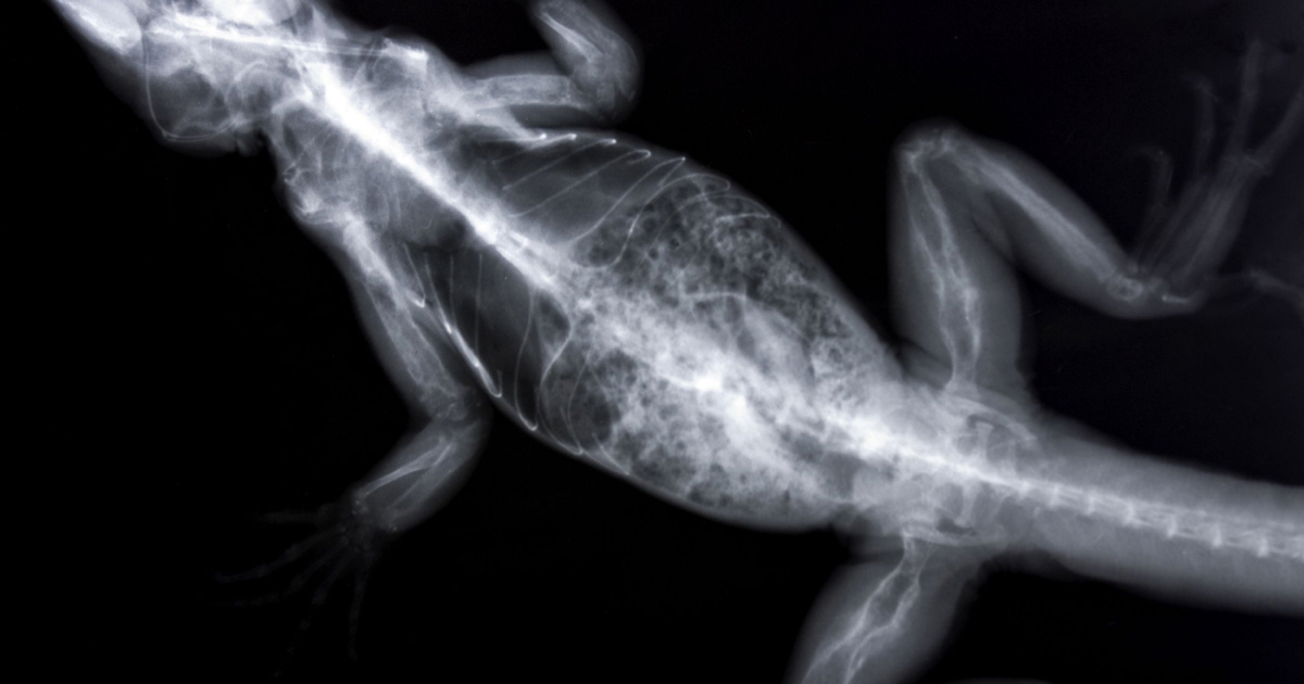 İguanada Kalsiyum Eksikliği ve Metabolik Kemik Hastalığı