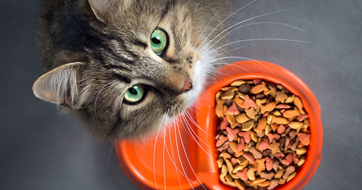 Kedi Maması Seçimi Rehberi