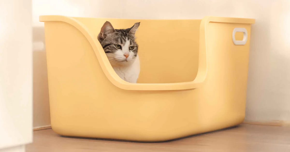 Kedi Tuvalet Kokusu Neden Olur? Nasıl Önlenir?