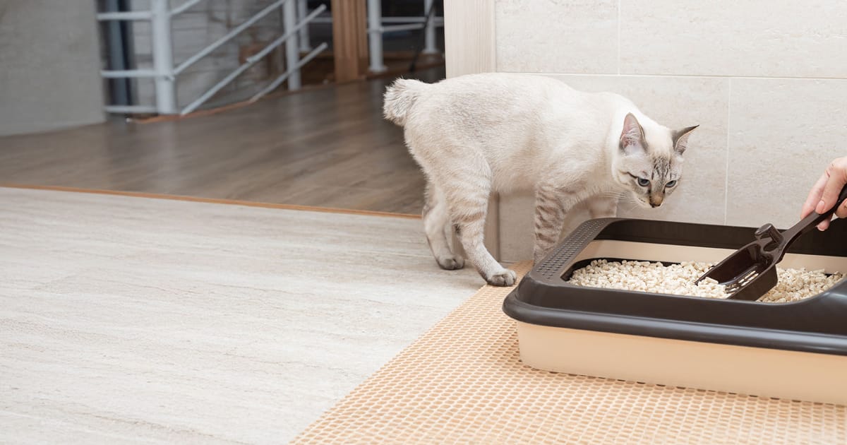 Kedilerde İdrar Yolu Tıkanıklığı Belirtileri ve Acil Müdahale