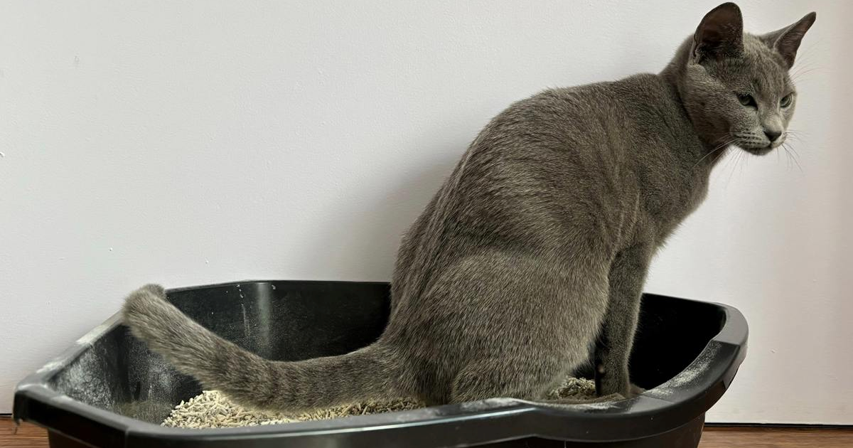 Kedilerde Kabızlık Belirtileri: Kum Kabında Zorlanma Ne Anlama Gelir?