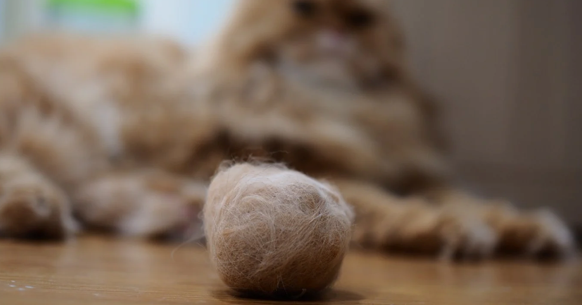 Kedilerde Tüy Yumağı (Bezoar) Sorunu ve Çözüm Yolları