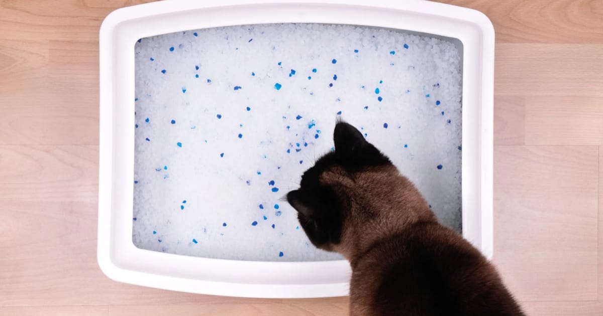 Kedim Sürekli Kum Kabına Gidiyor Ama Yapamıyor