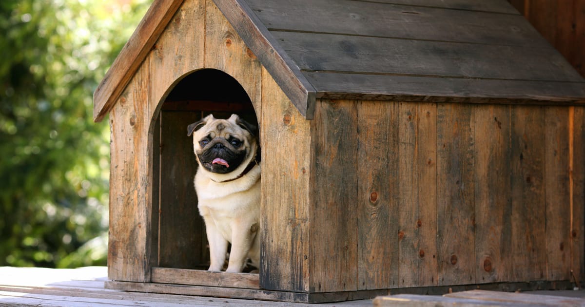 Köpek Kulübesi Nasıl Olmalı?