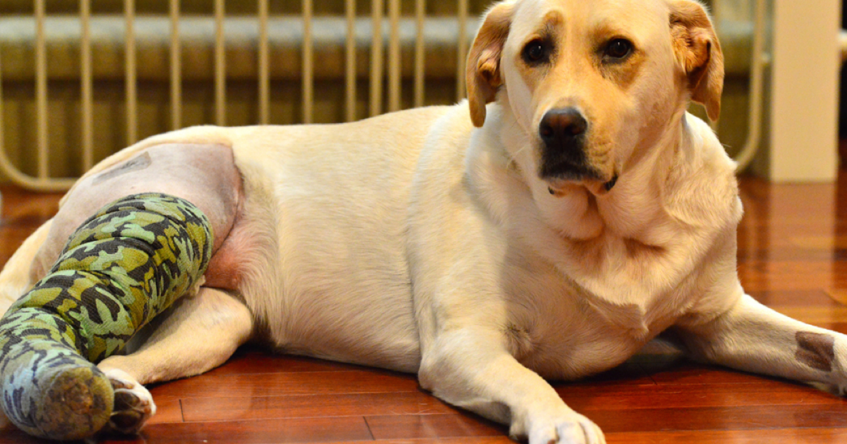 Köpeklerde Ön Çapraz Bağ Kopması Belirtileri ve Tedavi Süreci