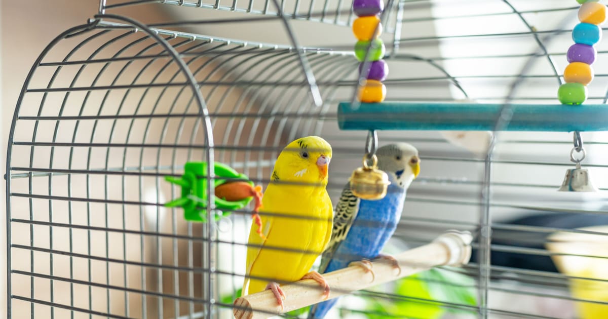 Kuş Kafesi Nasıl Olmalı?