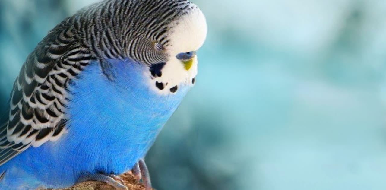 Muhabbet Kuşu Neden Kabarır ve Uyuklar?