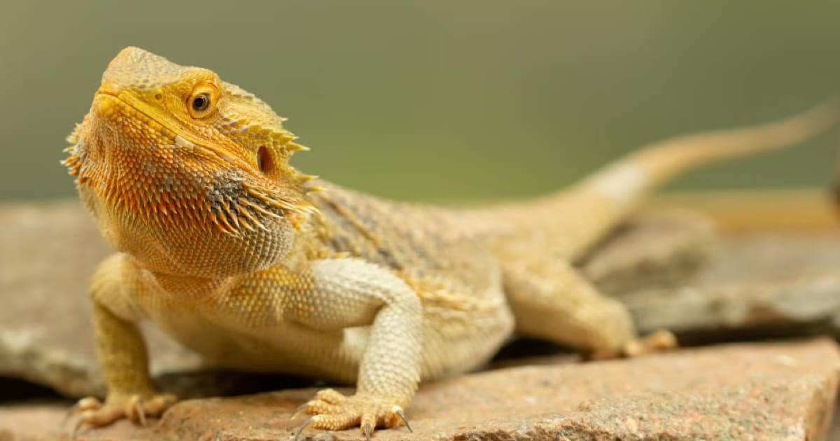 Sakallı Ejderde Metabolik Kemik Hastalığı Belirtileri