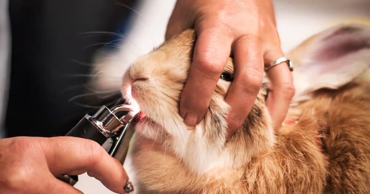 Tavşanlarda Salya Akması Neden Olur?