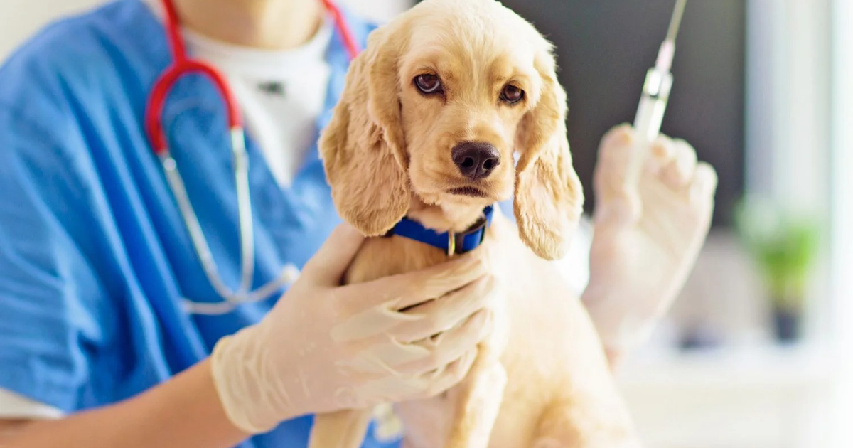 Yavru Köpeklerde İlk Aşı Takvimi