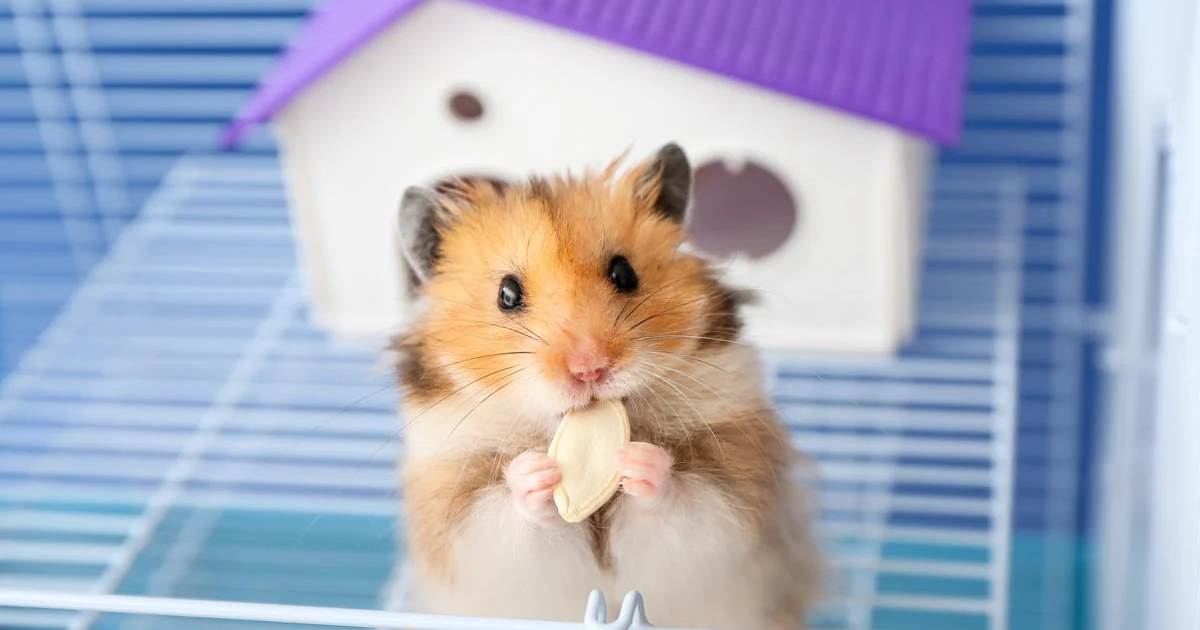 Hamster Kafesi Temizliği Nasıl Yapılır? Koku Oluşumu Nasıl Engellenir?