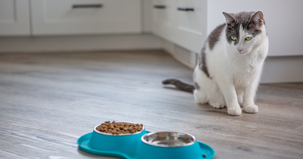 Kedilerde Aniden Ortaya Çıkan İştahsızlık Nedenleri