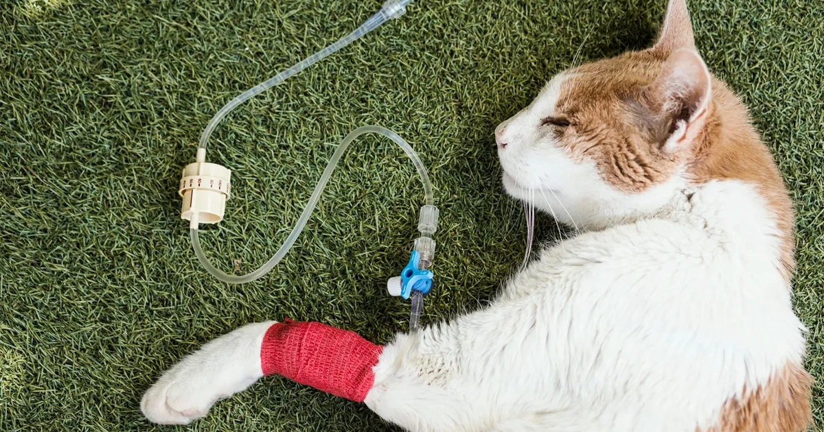 Kedilerde Böbrek Yetmezliği