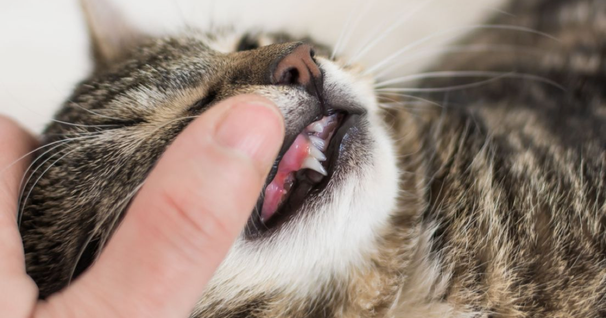 Kedilerde Diş Eti İltihabı (Stomatit) Belirtileri ve Tedavisi