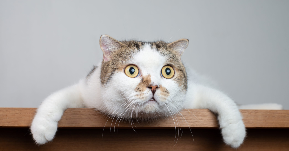 Kedilerde Stres Belirtileri