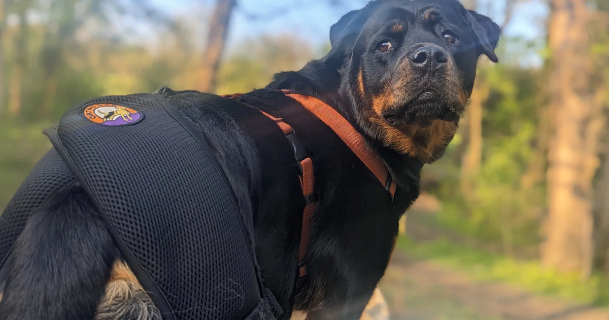 Köpeklerde Kalça Çıkığı (Displazisi) İçin Ameliyatsız Çözümler Var mı?