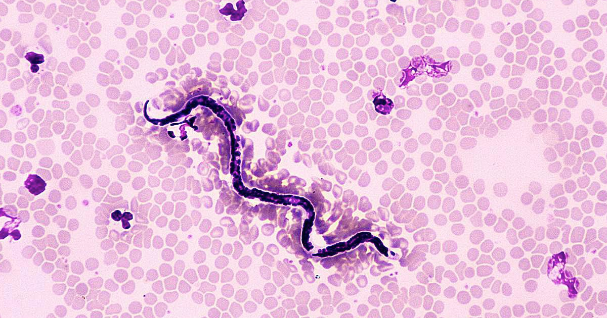 Köpeklerde Kalp Kurdu Hastalığı: Korunma Yöntemleri Nelerdir?