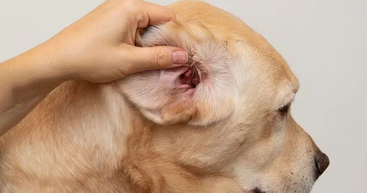 Köpeklerde Kulak Enfeksiyonu (Otitis) Neden Sürekli Tekrarlar?
