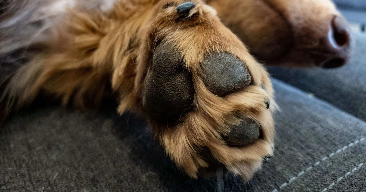 Köpeklerde Pati Bakımı