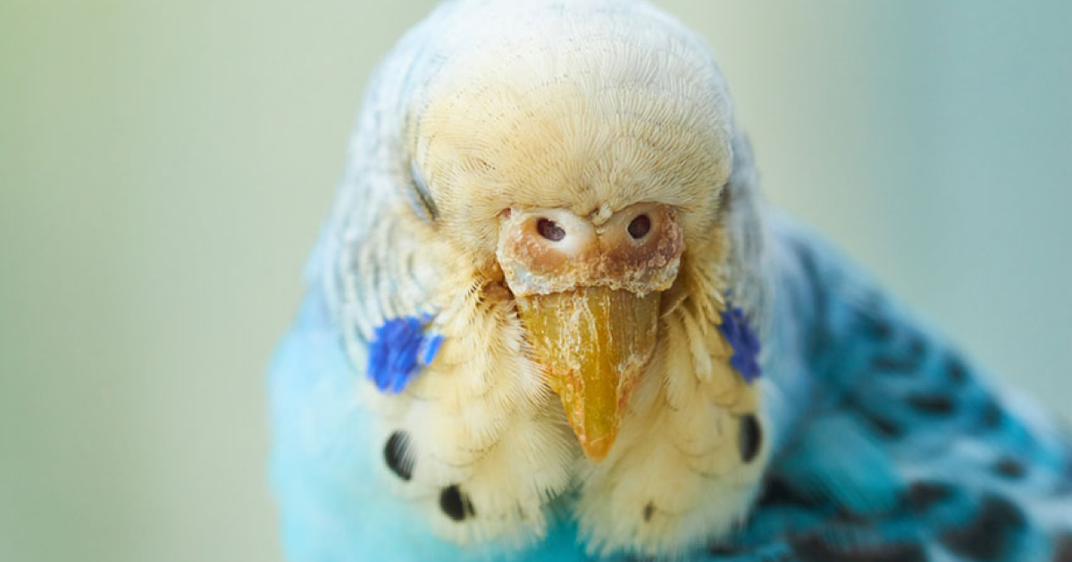 Muhabbet Kuşlarında Solunum Yolu Enfeksiyonu ve Belirtileri