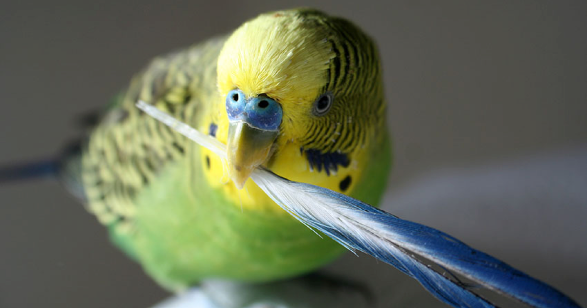 Muhabbet Kuşlarında Tüy Dökme Dönemi