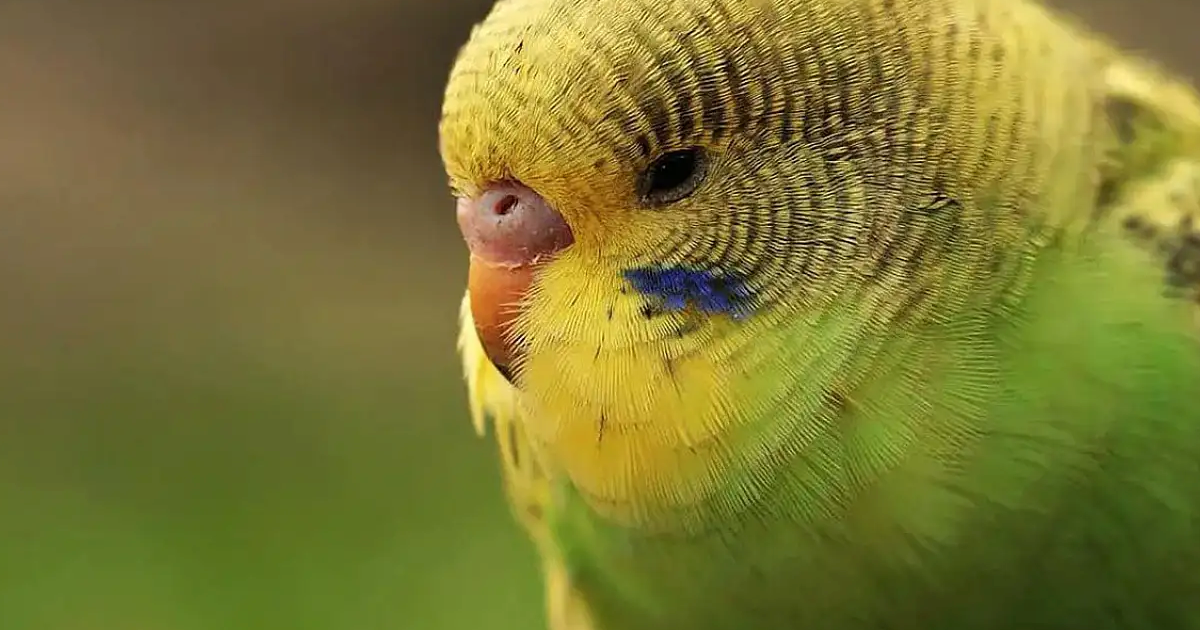 Muhabbet Kuşu Kursak Mantarı