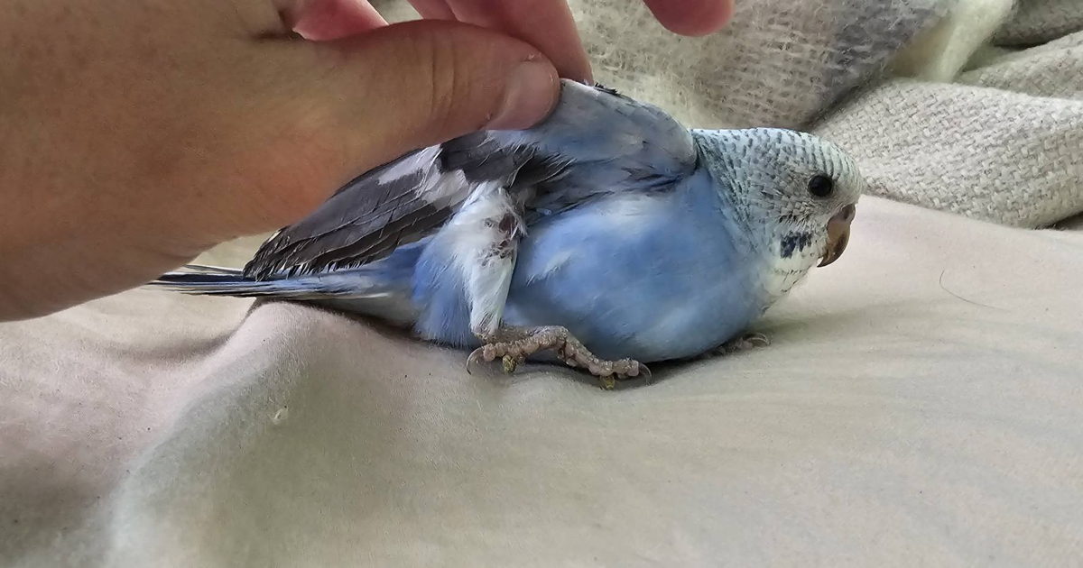 Muhabbet kuşum ayağını kırdı, ne yapmalıyım?