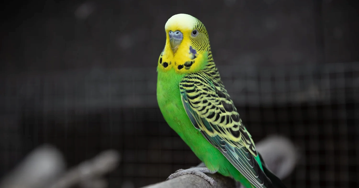 Muhabbet kuşum kusuyor, ne yapabilirim?