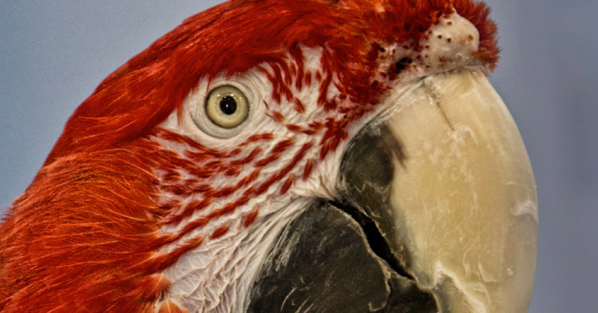 Papağanlarda Vitamin Eksikliği Nasıl Anlaşılır?