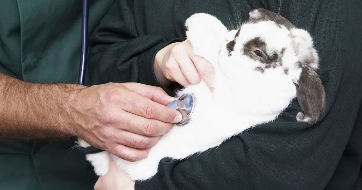 Tavşanlarda İshal Neden Olur? Evde İlk Müdahale Nasıl Yapılmalı?