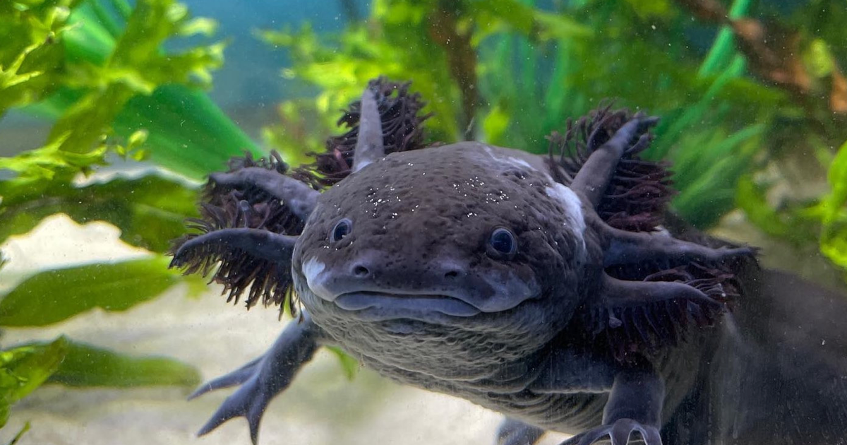 Axolotl Bakımı Hakkında Her Şey - Rehber