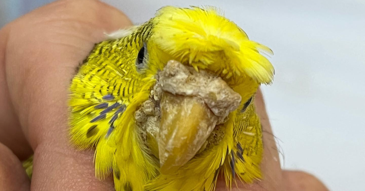 Kuşlarda Gaga Uyuzu