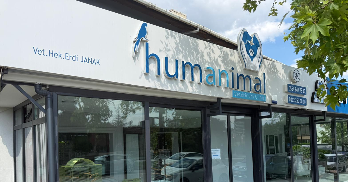 Ankara Kedi Veterineri