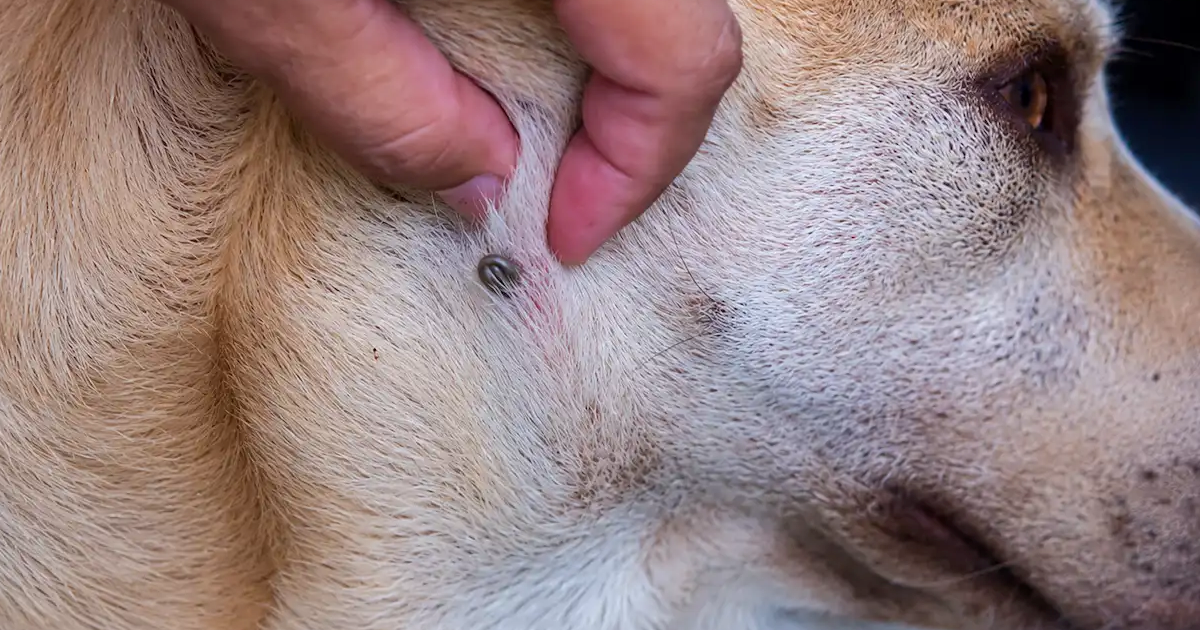 Köpeklerde Kene Isırması Sonrası Belirtiler ve Lyme Hastalığı