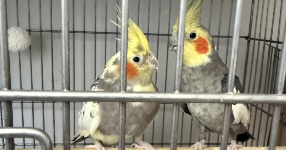 2 Sultan Papağanı Aynı Kafeste Yaşar mı?