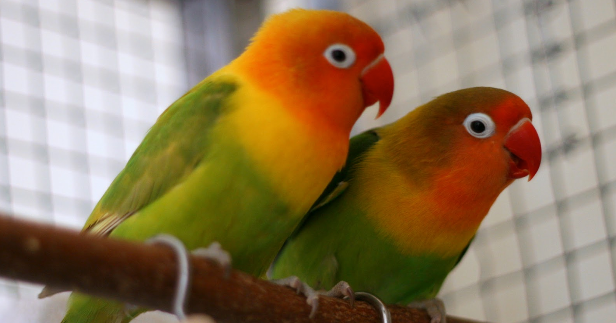 Cennet Papağanı Bakımı