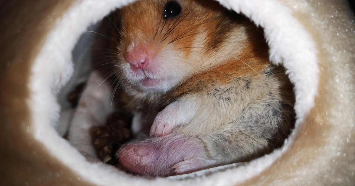Hamsterlarda Kış Uykusu (Torpor): Belirtiler ve Acil Müdahale